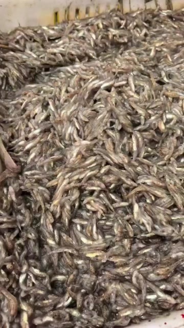 小沙光鱼！鲜度很好！适合喂各种鱼虾蟹螺苗