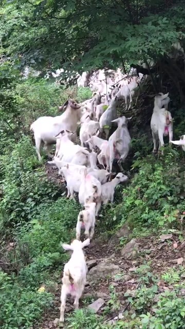 剑河县剑河县本地山羊