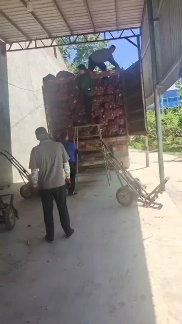 石家庄洋葱，冷库早期洋葱质量好