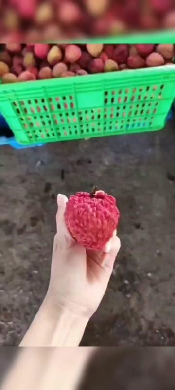 贵州荔枝王一件代发产地直发一手货源对接各大电商平台