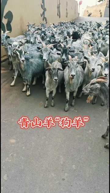 嘉祥县青山羊也叫狗羊 多胎多羔，抗病强，一年两窝一窝三到五只羔