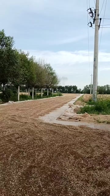 武功县农户自产自销油菜籽4万斤