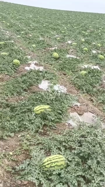 中宁县金花西瓜
