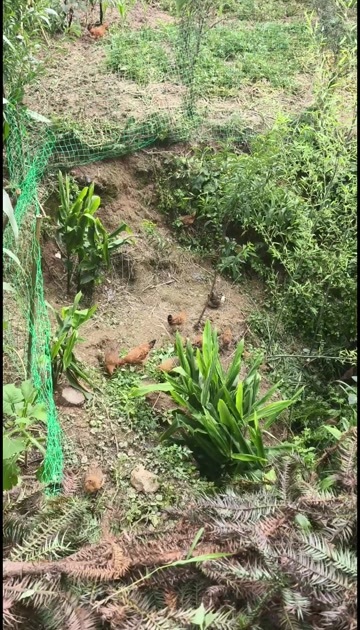 思南县纯土鸡 跑山鸡  如发现非土山鸡可退款