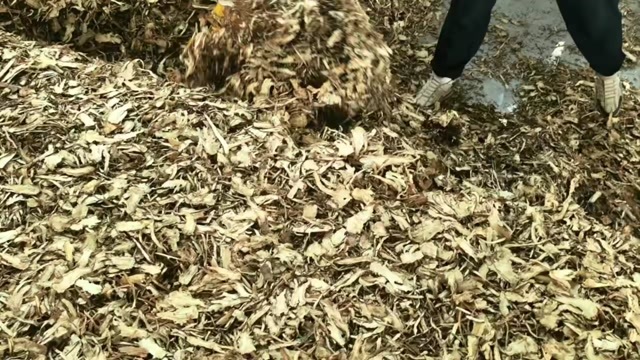 岷县岷当归中药材 甘肃定西岷县产地直供 滋补药材优质选择