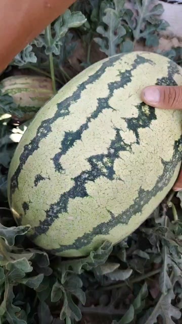 中卫宁夏中卫沙坡头硒砂瓜新鲜水果有籽西瓜批发