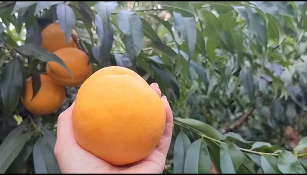 黄金澳油，外表金黄，口感扎实，甜度很高，放软爆汁果园直发。