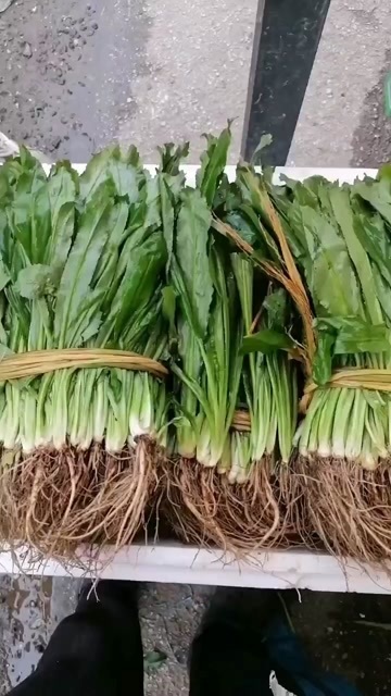 香菜發(fā)貨了，366天有貨
