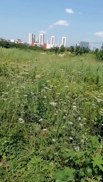南鹤虱，统货，粒大饱满过筛