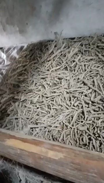 兴国县自家种植黄茋5年的