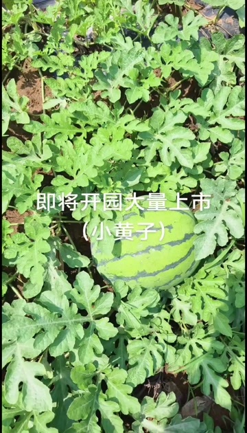 小黄籽