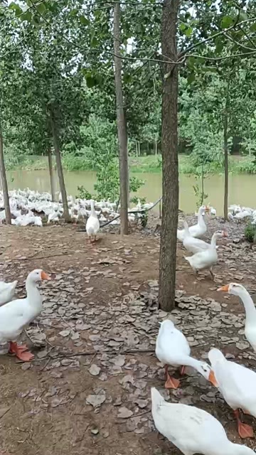 东海县74天蒲三鹅