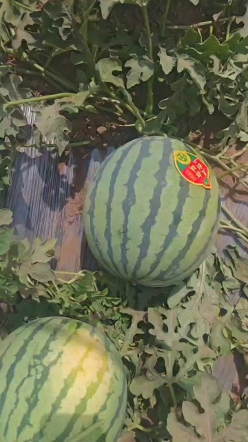 蒲城县陕西产区麒麟美都西瓜大量上市对接全国客商