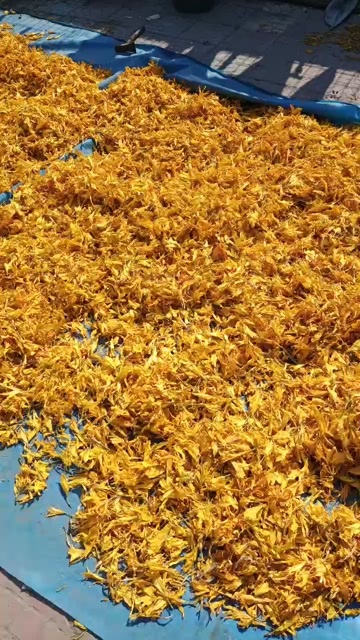鄂温克旗呼伦贝尔纯野生黄花菜一手货源 产地直销 量大批发 现货现发