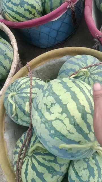 绵阳大棚美都西瓜