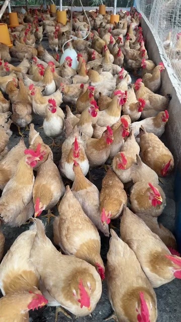 岑巩县三黄鸡，肉质细腻