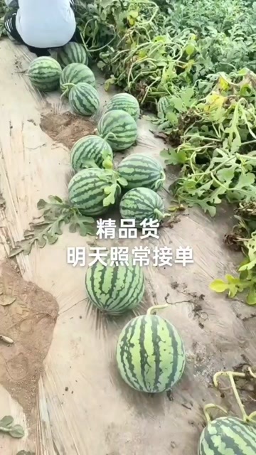 霸州市河北廊坊麒麟瓜 无籽西瓜 新鲜水果 直供产地