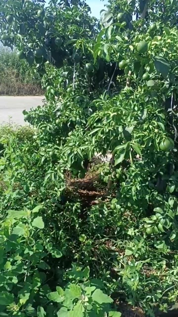 眉山眉山市核心产区预售爱媛，耙耙柑，各100万斤（只接大型采购）