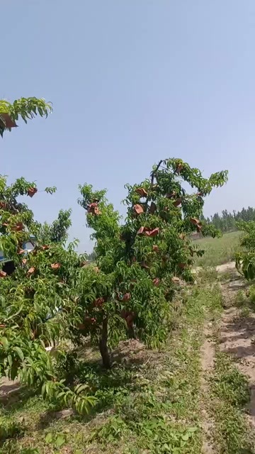平原县黄油蟠