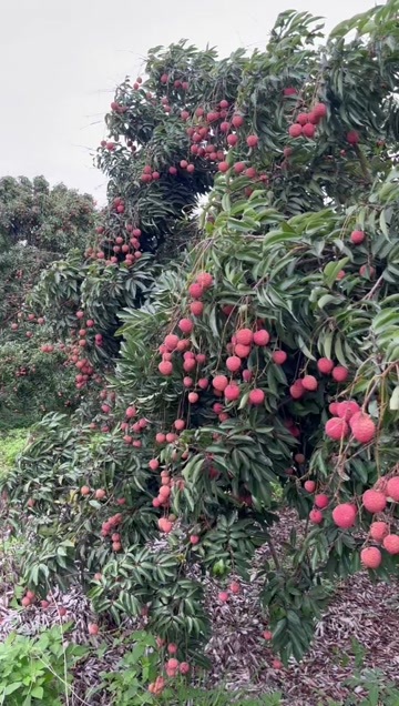 陆丰市陆丰桂味荔枝，不酸核小 源头直采