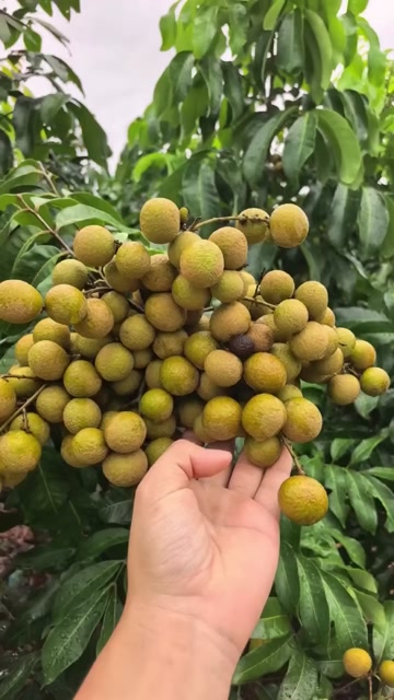 石硤