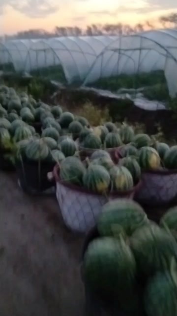 东台市无籽最后冲刺二茬瓜包装厂准备就续