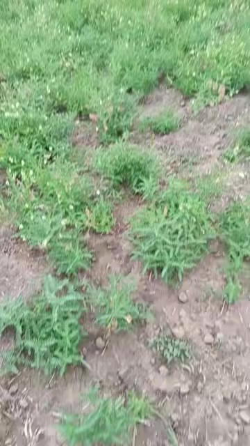 黄芪，30吨待采挖，马上开始采仔，有需要的可以按亩打包出售