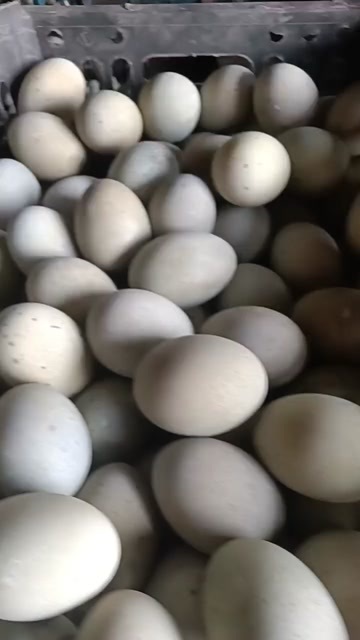 新乡县松花蛋