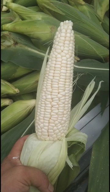 沭阳县沭阳县白糯玉米
