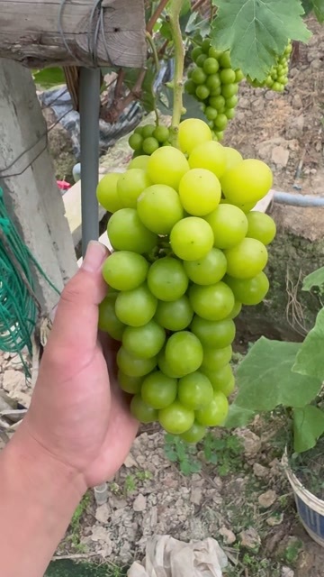 嘉兴阳光玫瑰自己家里种植的