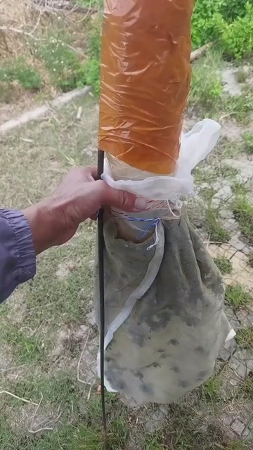 自己抓的竹蜂·熊蜂
