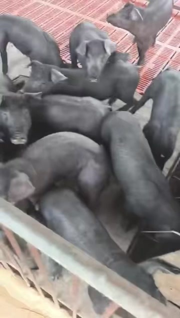 优质黑猪仔猪15-20公斤公母混合 物流专线运输破损包赔