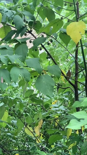 自贡构树果