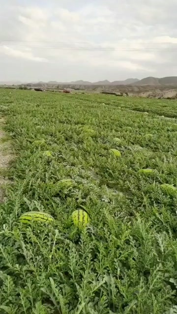 靖远旱沙富硒西瓜