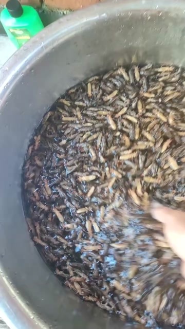 阳江蝼蛄，草狗