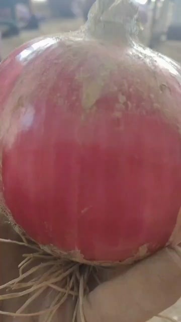 兰州红皮洋葱