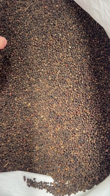 玉林黑胡椒 颗粒饱满 个头均匀 足干货 新货陈货均有大货供应
