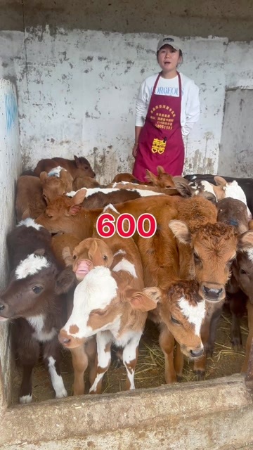 洱源县精品小牛600一头