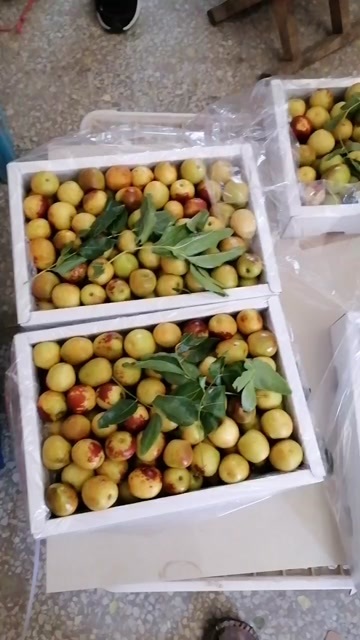 大荔县冬枣