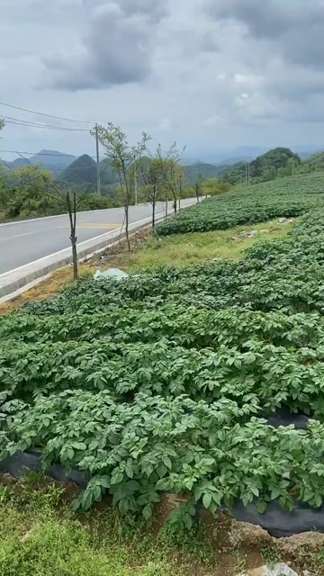 鹤峰县恩施鹤峰优质马尔科土豆 根茎类蔬菜 新鲜供应