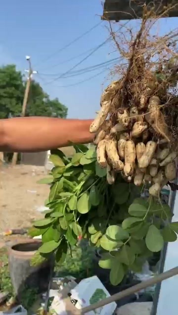江苏徐州白沙花生四粒红， 鲜货现挖现发 农家自种优质花生。