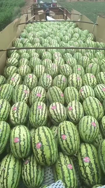 海原县几十万亩，石头瓜，大量上市中，