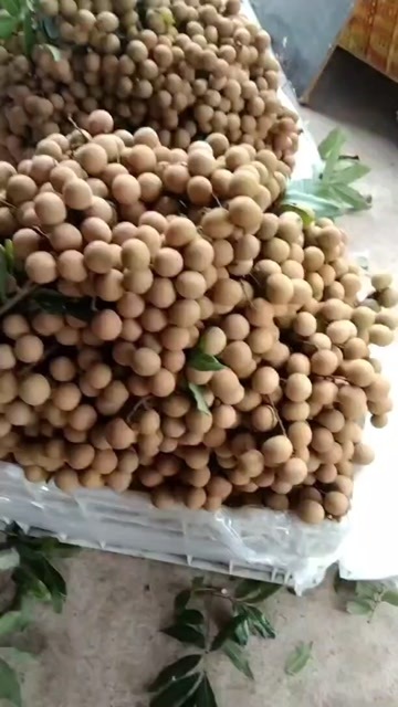 石硖龙眼