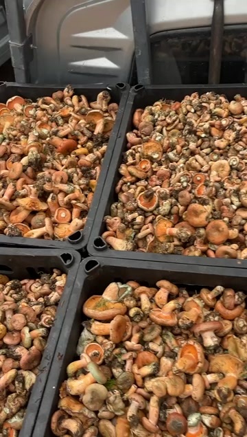 甘肃漳县新鲜野生食用菌蘑菇产地直供