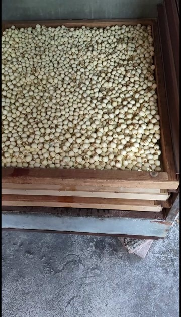 广昌县广昌白莲，通芯白莲，质量有保障