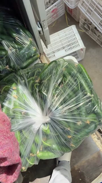 平度市精品水果小黄瓜