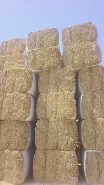 玉米草