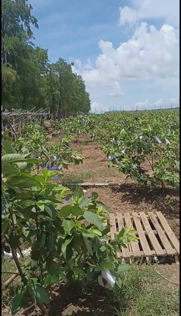 番石榴 新鲜热带水果 产地直发