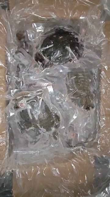 甲鱼