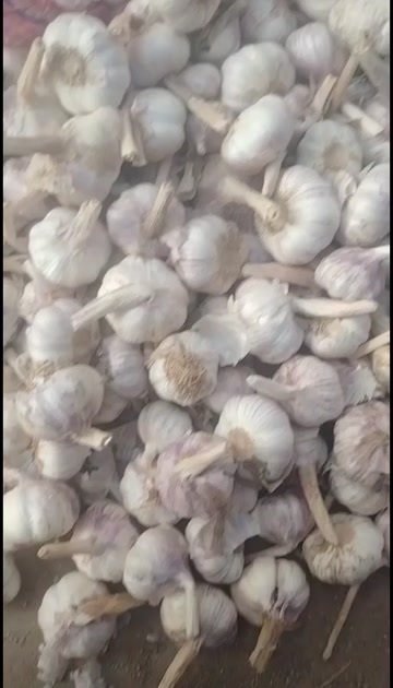 宁陵县产地直发紫红皮大蒜